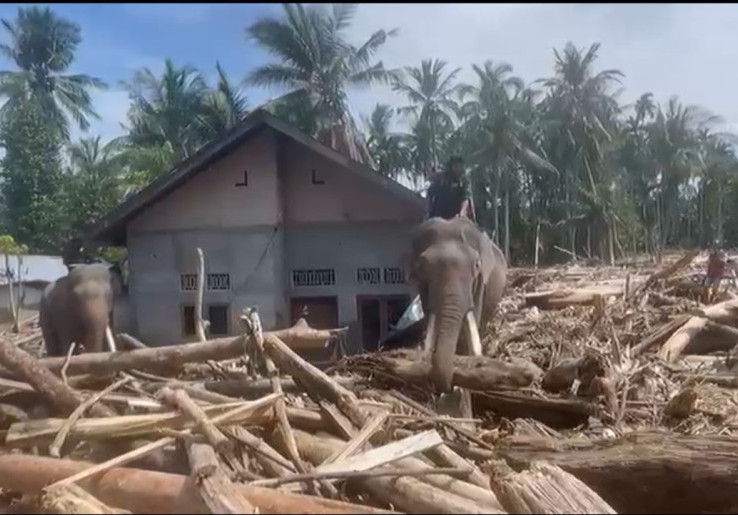 4 Gajah Bantu Pemulihan Bencana di Aceh, Bersihkan Sisa Kayu dan Material Berat  