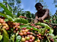 Hari Kopi Internasional Ajang Promosi Kopi Robusta Lampung
