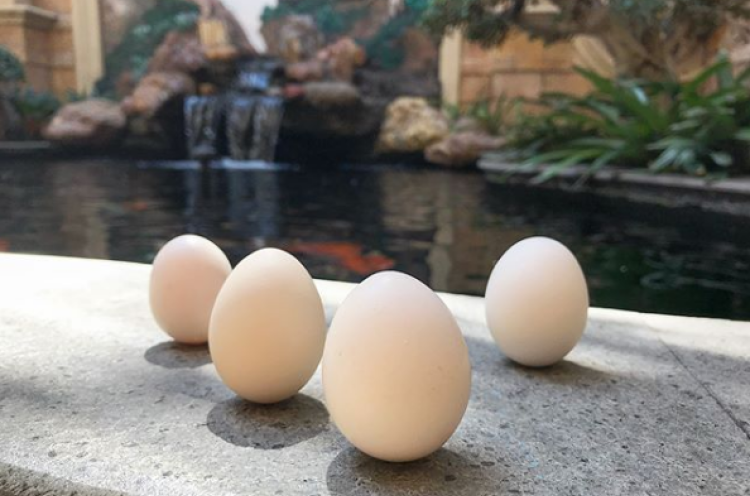 Uniknya Fenomena Telur Berdiri di Hari Peh Cun
