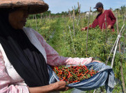 Sebelum Harga Anjlok, Petani Cabai Panen Lebih Awal