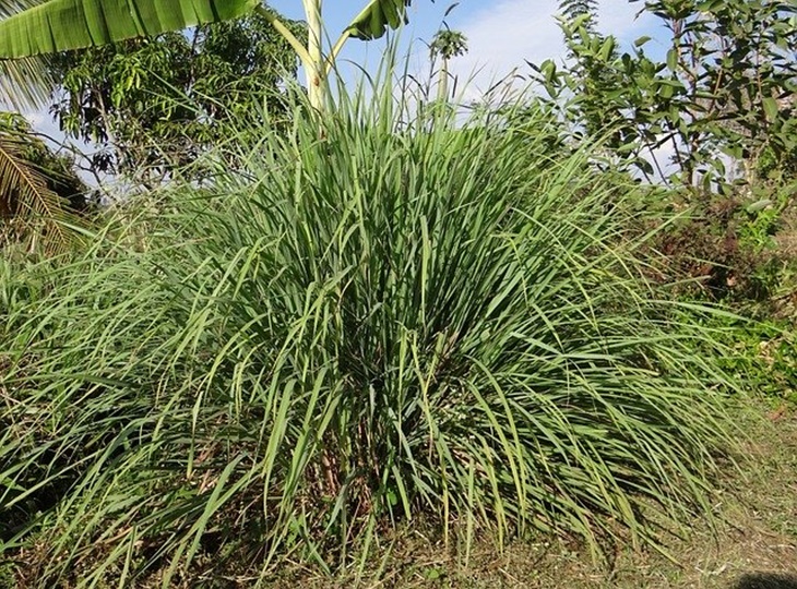 Serai ampuh menangkal nyamuk karena memiliki kandungan citronellal, citral, dan nerol.(Foto Pixabay@sarangib)
