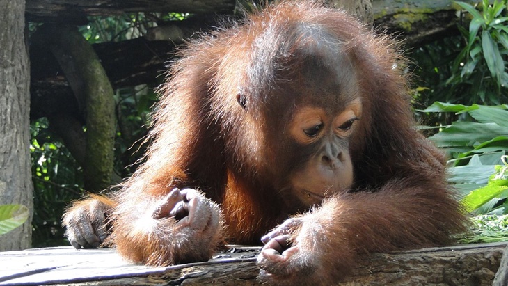 Polisi Amankan Satu Keluarga Pemburu Orangutan