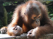 Polisi Amankan Satu Keluarga Pemburu Orangutan