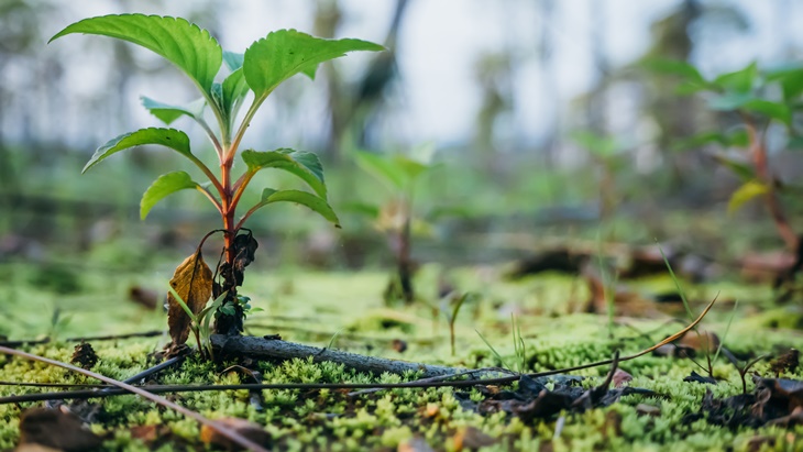 Tanam Pohon Bersama TemanBumi untuk Kurangi Emisi Karbon