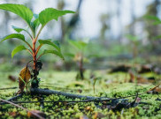 Tanam Pohon Bersama TemanBumi untuk Kurangi Emisi Karbon