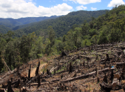 Komite Warisan Dunia Nyatakan Ekosistem Leuser Terancam