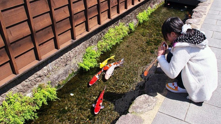 Selokan di Kota Ini Dipenuhi Ratusan Ikan Koi, Ada Apa?