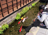 Selokan di Kota Ini Dipenuhi Ratusan Ikan Koi, Ada Apa?