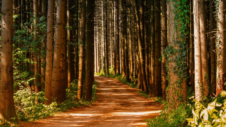 Hutan Terindah dari Seluruh Dunia, Mana yang Paling Ajaib?