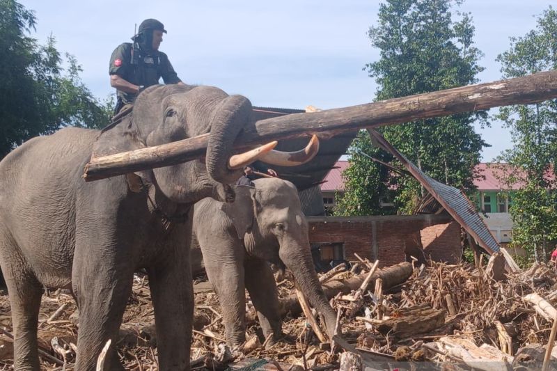 Gajah Senior Diterjunkan ke Pidie Jaya, Pernah Turun Waktu Tsunami Aceh 2004