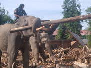 Gajah Senior Diterjunkan ke Pidie Jaya, Pernah Turun Waktu Tsunami Aceh 2004