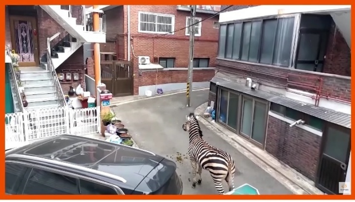 Zebra Terekam Keliaran di Jalanan Kota Seoul, Kok Bisa?