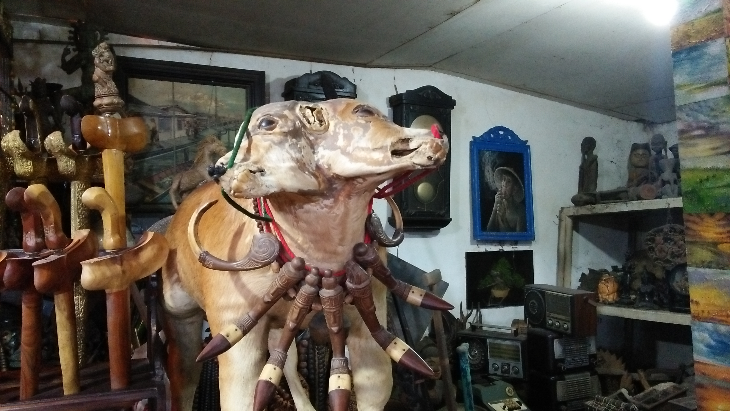 Sapi kepala dua