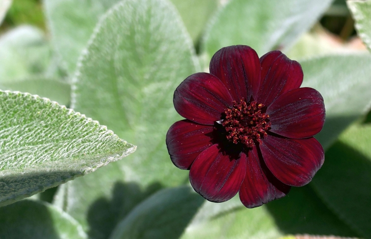 (Trivia 3) Ekstrak bunga chocolate cosmos bisa sebagai bahan produksi parfum (Pixabay Diefia)
