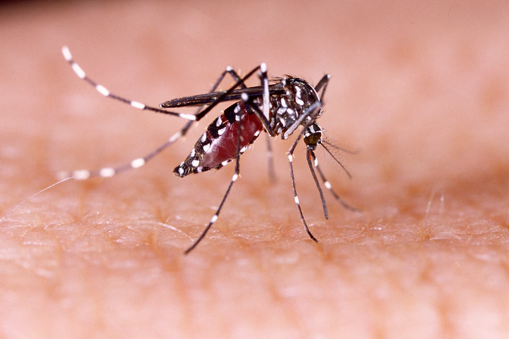  Demam Berdarah Dengue