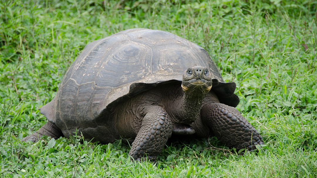 Kura-Kura Raksasa Kembali ke Pulau Galapagos, Pernah Punah Hampir 200 Tahun