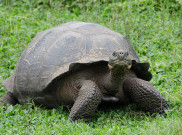 Kura-Kura Raksasa Kembali ke Pulau Galapagos, Pernah Punah Hampir 200 Tahun