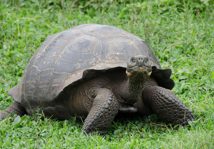 Kura-Kura Raksasa Kembali ke Pulau Galapagos, Pernah Punah Hampir 200 Tahun