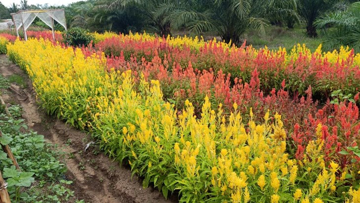 Taman Bunga Rajati, Oase di Khatulistiwa