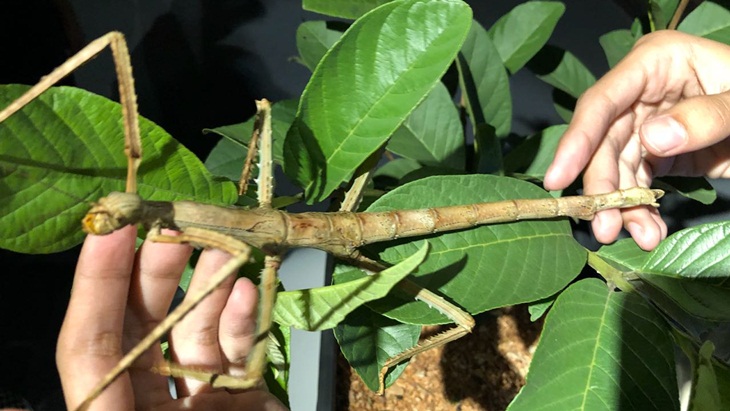 Liburan Asyik di Jakarta Aquarium Bersama Serangga Madagascar