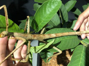 Liburan Asyik di Jakarta Aquarium Bersama Serangga Madagascar