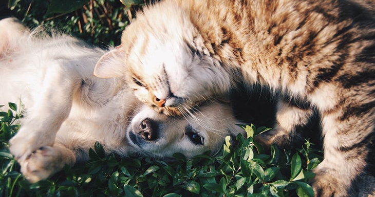 Anjing atau Kucing, Mana yang Lebih Pintar? Ini Jawabannya