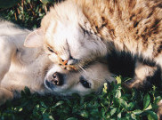 Anjing atau Kucing, Mana yang Lebih Pintar? Ini Jawabannya