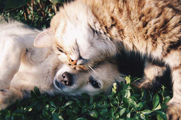 Takut Tularkan Rabies,Dua Kucing Diciduk Petugas Pemprov DKI Saat Berkeliaran di SUGBK