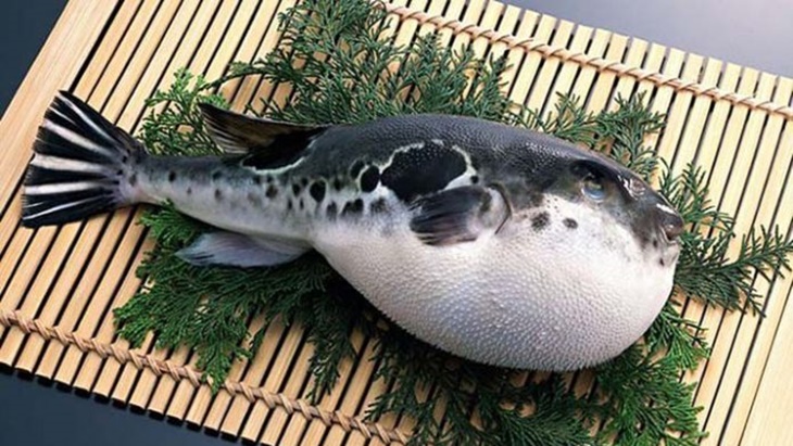 Beracun dan Mematikan, Simak 4 Fakta Seputar Ikan Buntal