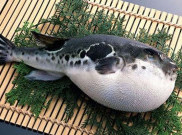 Beracun dan Mematikan, Simak 4 Fakta Seputar Ikan Buntal