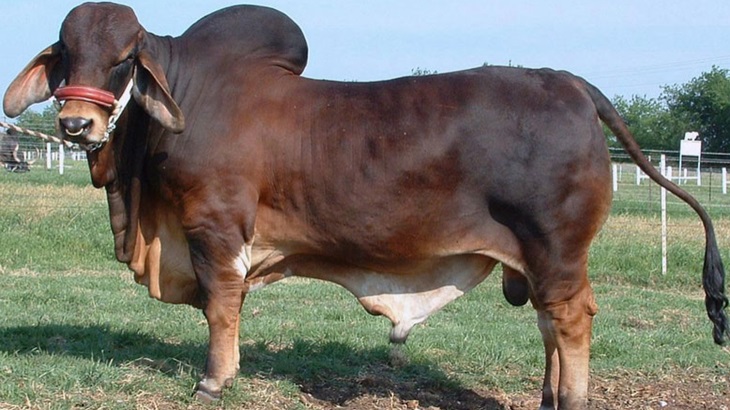 Sapi Brahman (Foto:jualansapi)