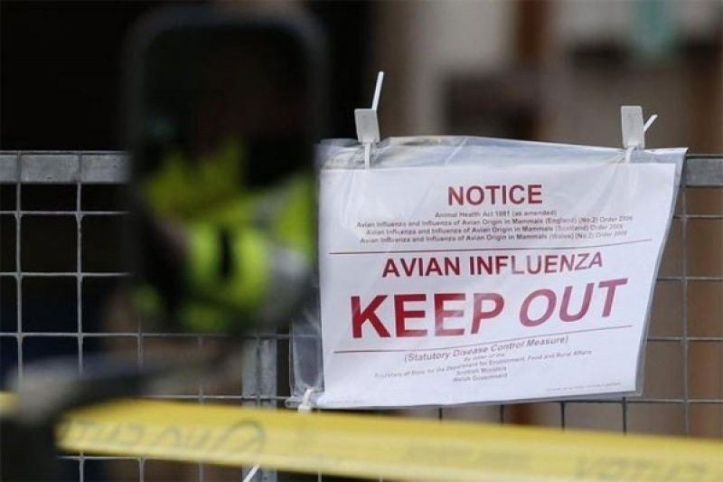 Tanah Bumbu Lakukan Depopulasi Ternak Buat Kendalikan Flu Burung