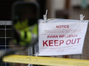 Tanah Bumbu Lakukan Depopulasi Ternak Buat Kendalikan Flu Burung