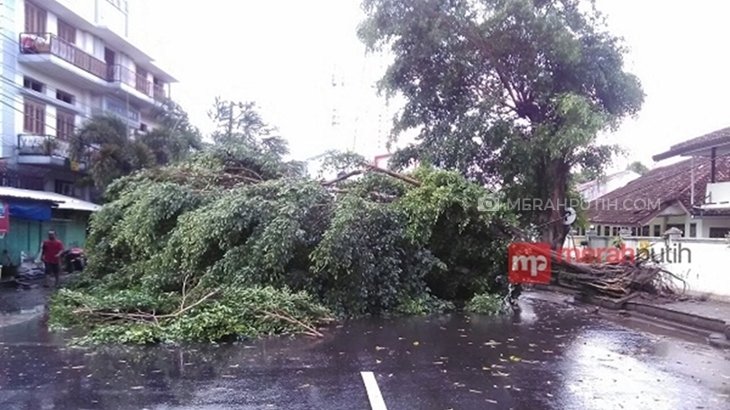 Usai Diadakan Ritual Keagamaan, Pohon Keramat Roboh Timpa Rumah Ibadah