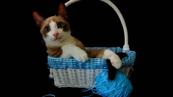 Pelihara Kucing Bikin Kamu Gembira