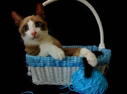 Pelihara Kucing Bikin Kamu Gembira