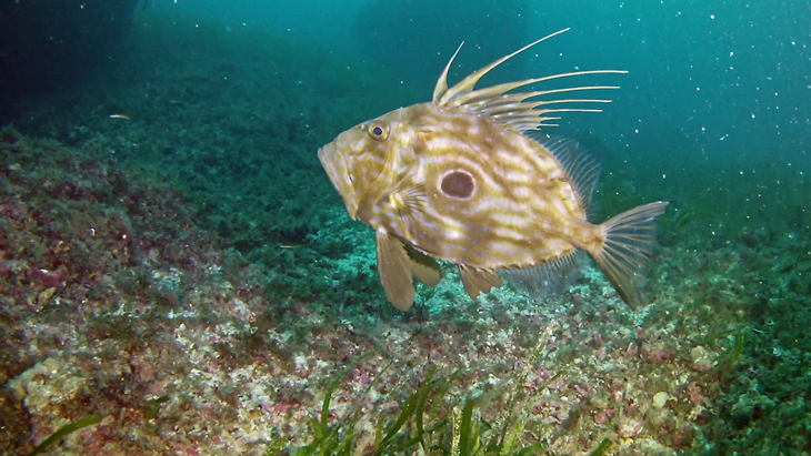 ikan