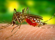 Dua Pasien DBD Meninggal, Palu Mulai Waspada