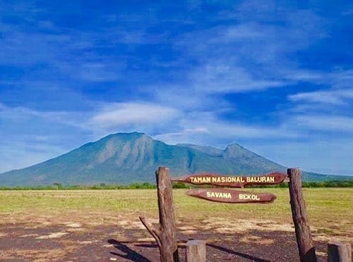 Terinspirasi Film 'The Lion King', Ini 4 Wisata Safari yang Bisa Dicoba
