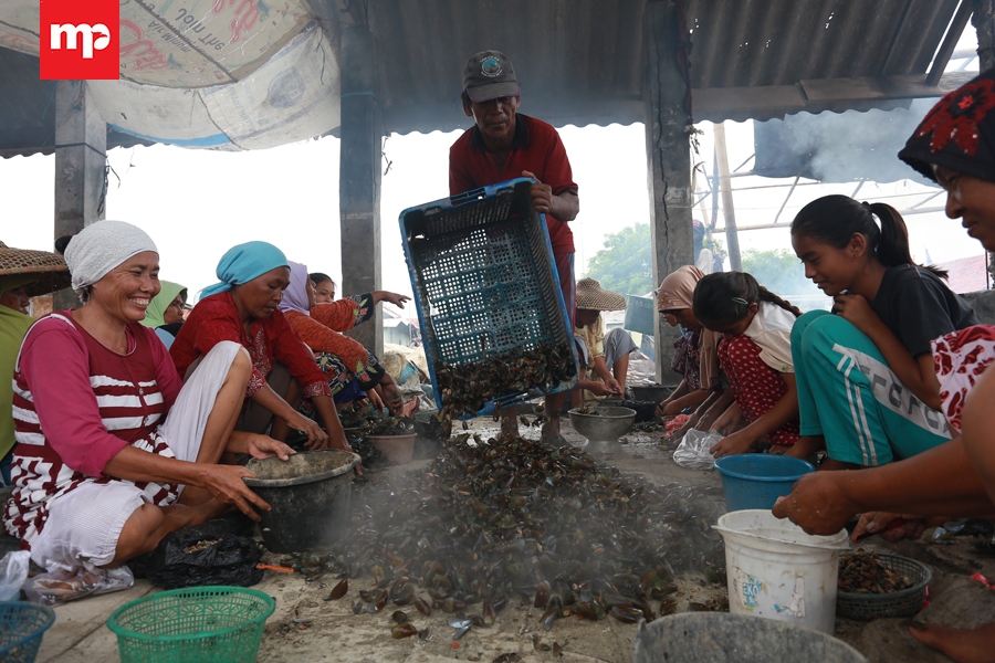 Pengupas Kerang Hijau di Pesisir Utara Tangerang