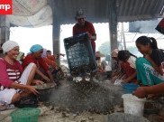 Pengupas Kerang Hijau di Pesisir Utara Tangerang
