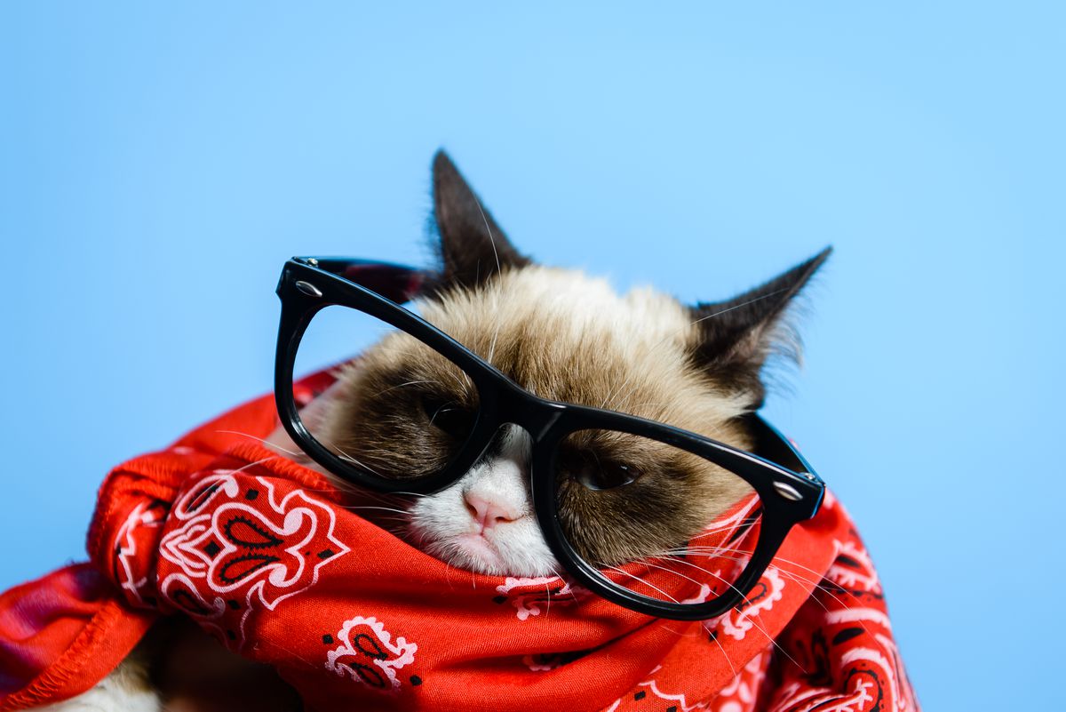 Mengenang Grumpy Cat, Kucing Pemarah Sensasi Internet