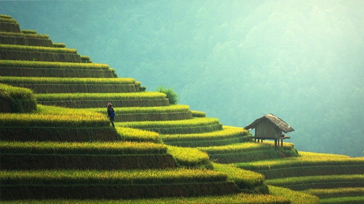 sawah