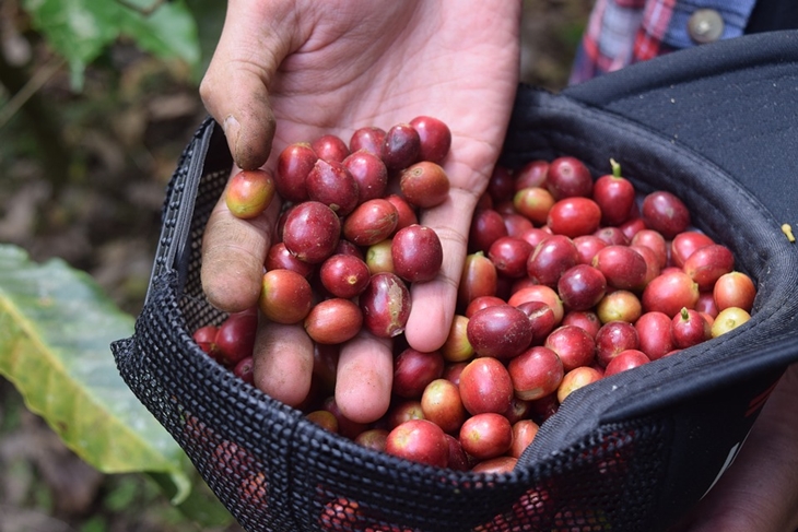 Kopi Sajang di tanam di lahan 87 hektare. (Foto: Pixabay/andreaswegelin)