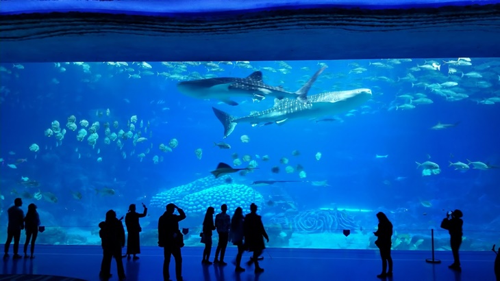 chimelong ocean