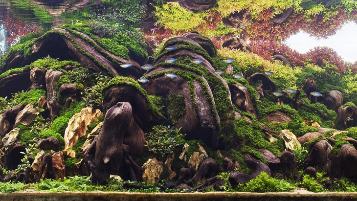 Belajar A-Z Tentang Aquascape dari Dama Refiyuda, Penggagas Aquagraphy
