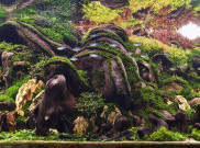 Belajar A-Z Tentang Aquascape dari Dama Refiyuda, Penggagas Aquagraphy