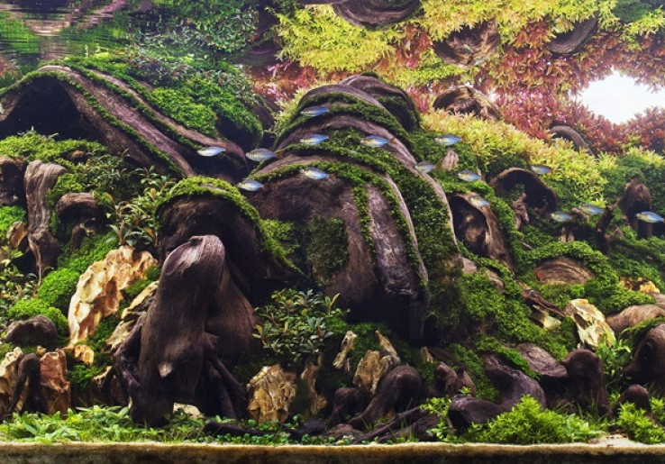 Belajar A-Z Tentang Aquascape dari Dama Refiyuda, Penggagas Aquagraphy