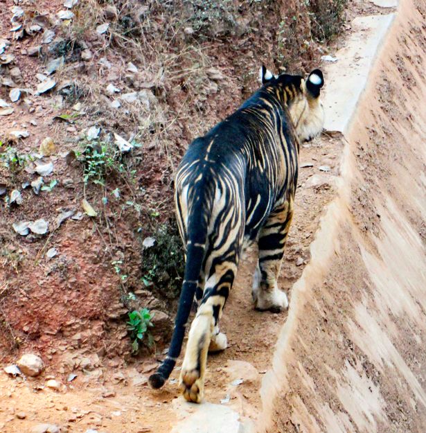 harimau hitam