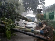Seorang Warga Meninggal Dunia Setelah Tertimpa Pohon